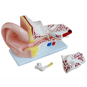 Giant Ear Model